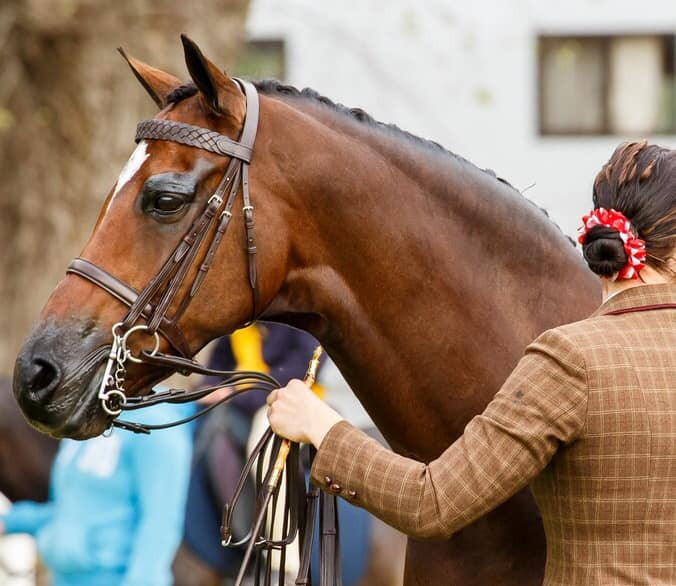 Braefoot Park Innuendo, Champion Novice Show Hunter Galloway Melbourne Royal 2019. Photo courtesy Klaire Marie Thomas.