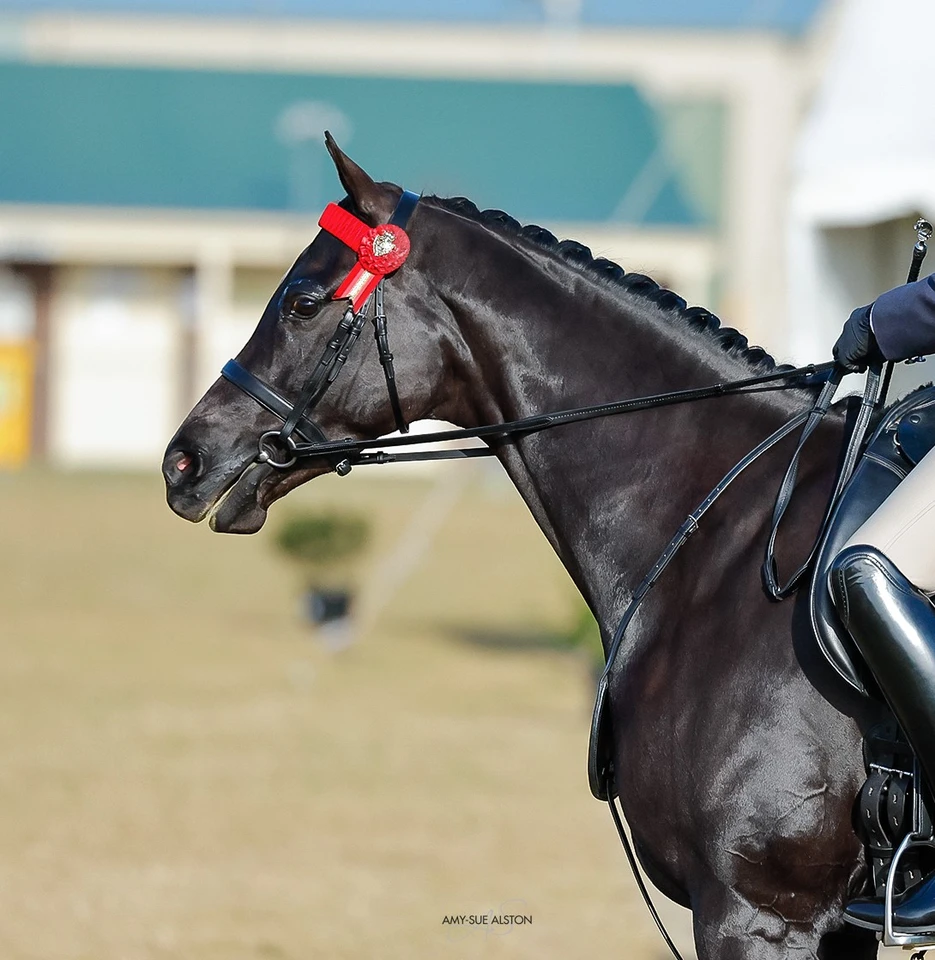 Kensington Miss Morocco, wearing an Imperial Collection Gold Crown Snaffle without Flash Attachment and Flash Strap.