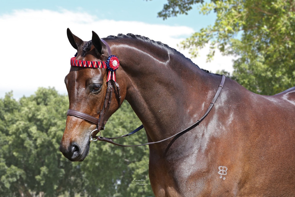 ''Anisley Above and Beyond'' wearing Havana Imperial Gold Crown Snaffle Bridle. Image courtesy Lorelle Mercer. (Note.. bling browband not included)