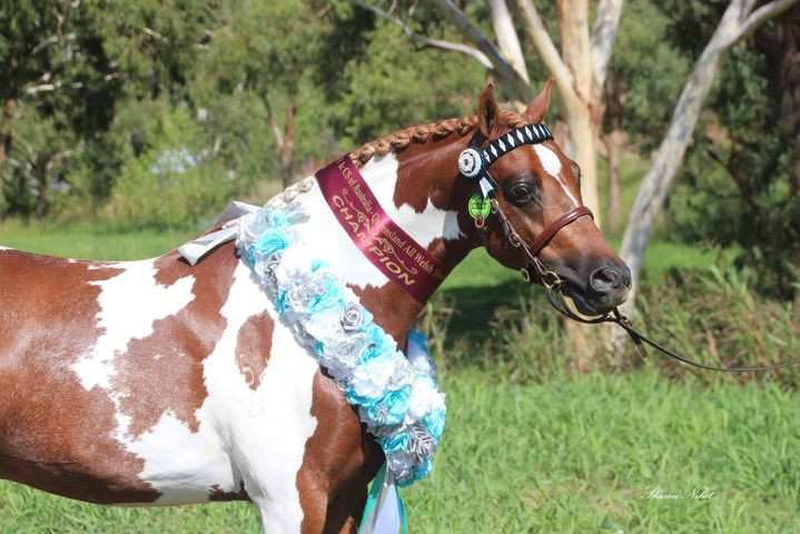 Jo Moores' Prada Pines Picasso taking out best stallion or colt Led Show Hunter and Champion Part Bred Colt at QLD All welsh show. Wearing Aus Nut Imperial Collection In Hand Bridle. Photo Image Sharon Nihot.