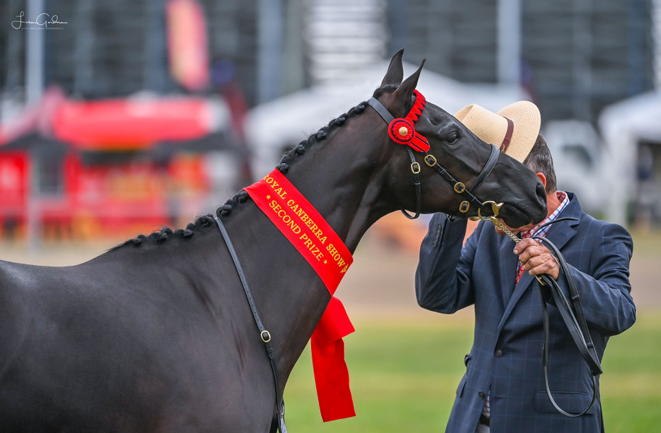 Kensington Miss Morocco, wearing Black Imperial Collection Gold Crown In Hand Bridle.  Browband by KB Browbands. Photo Credit LMG Photography.