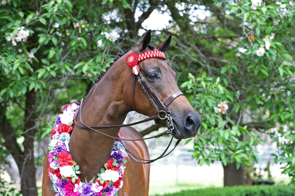 Imperial Collection Hunter Turnout Weymouth Bridle