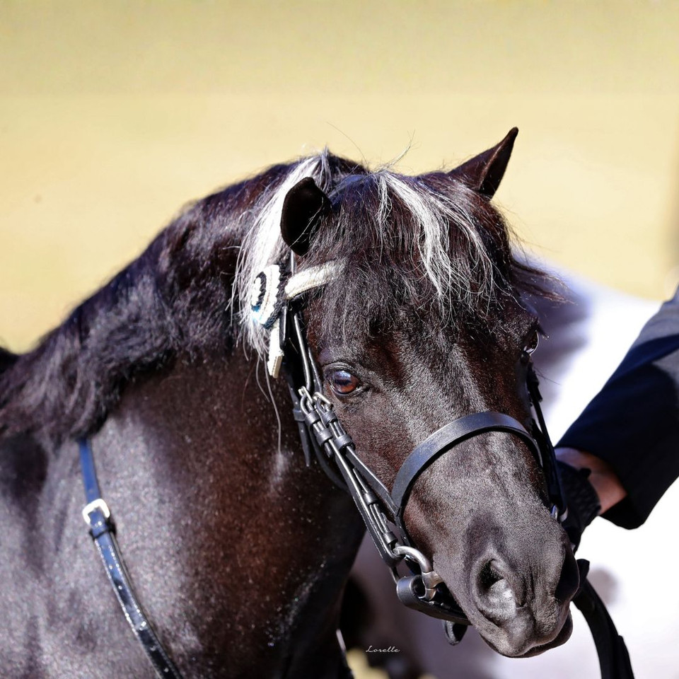 Ivery Park Oreo featured in the WHE Miniature Bridle/Headpiece at 2021 Sydney Royal Show.