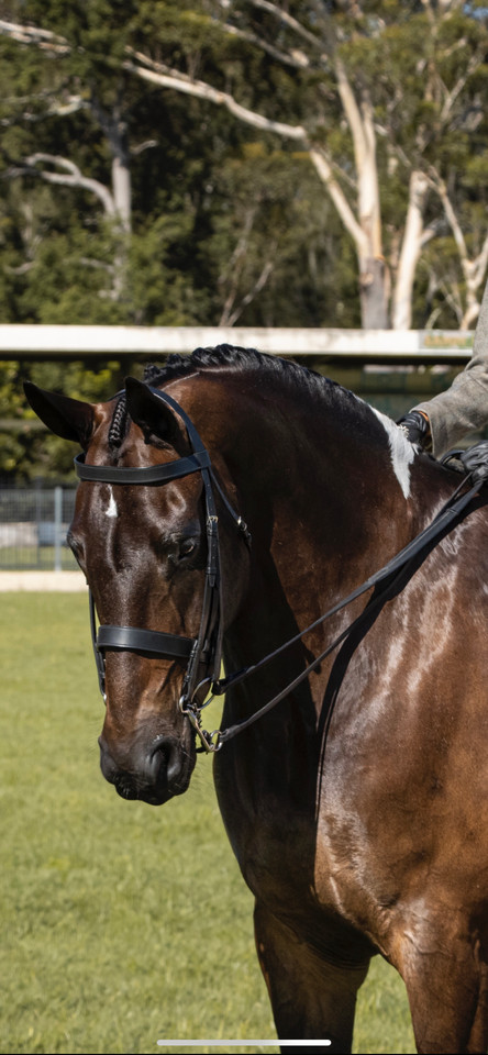 Leia Brownings' beautiful Hunter showcasing our Aus Classic Weymouth. Leia has added to her bridle Nappa Padded Reins.