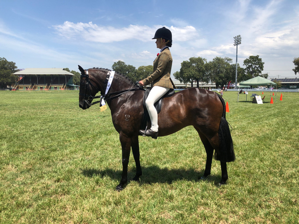 Bolagamy Patnership-Weethalles', Bolagamy Wishful Thinking , ridden by Katie Kennedy,  wearing an  Aus Classic Weymouth Bridle.  Please note a Hunter browband has been accessorised with this bridle. 