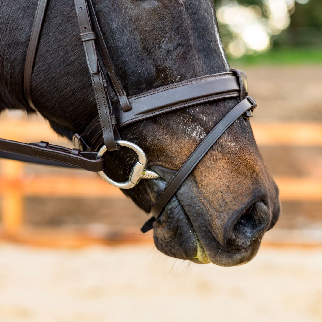 Newcomer Classic Snaffle Bridle