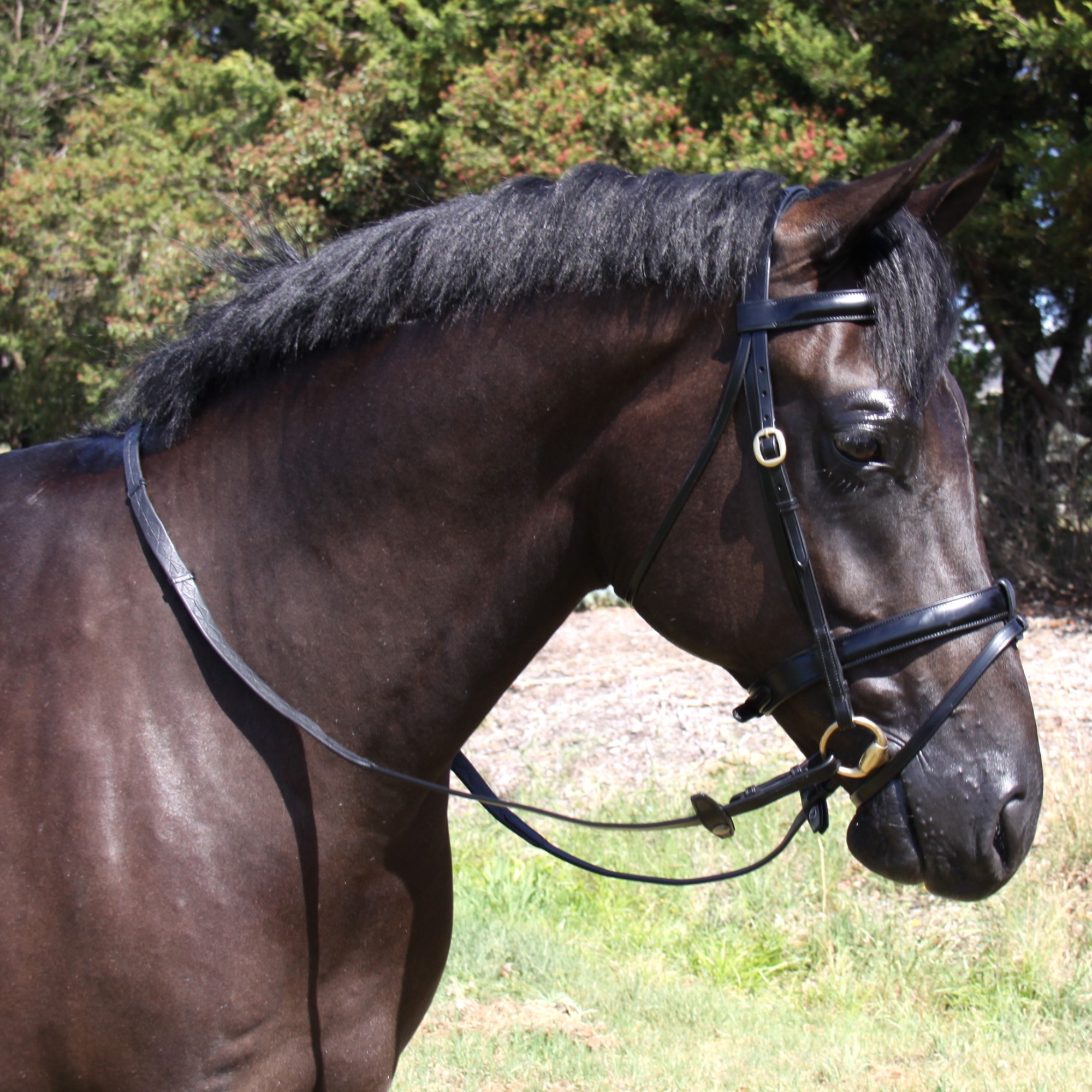 Imperial Collection Elite Work Bridle