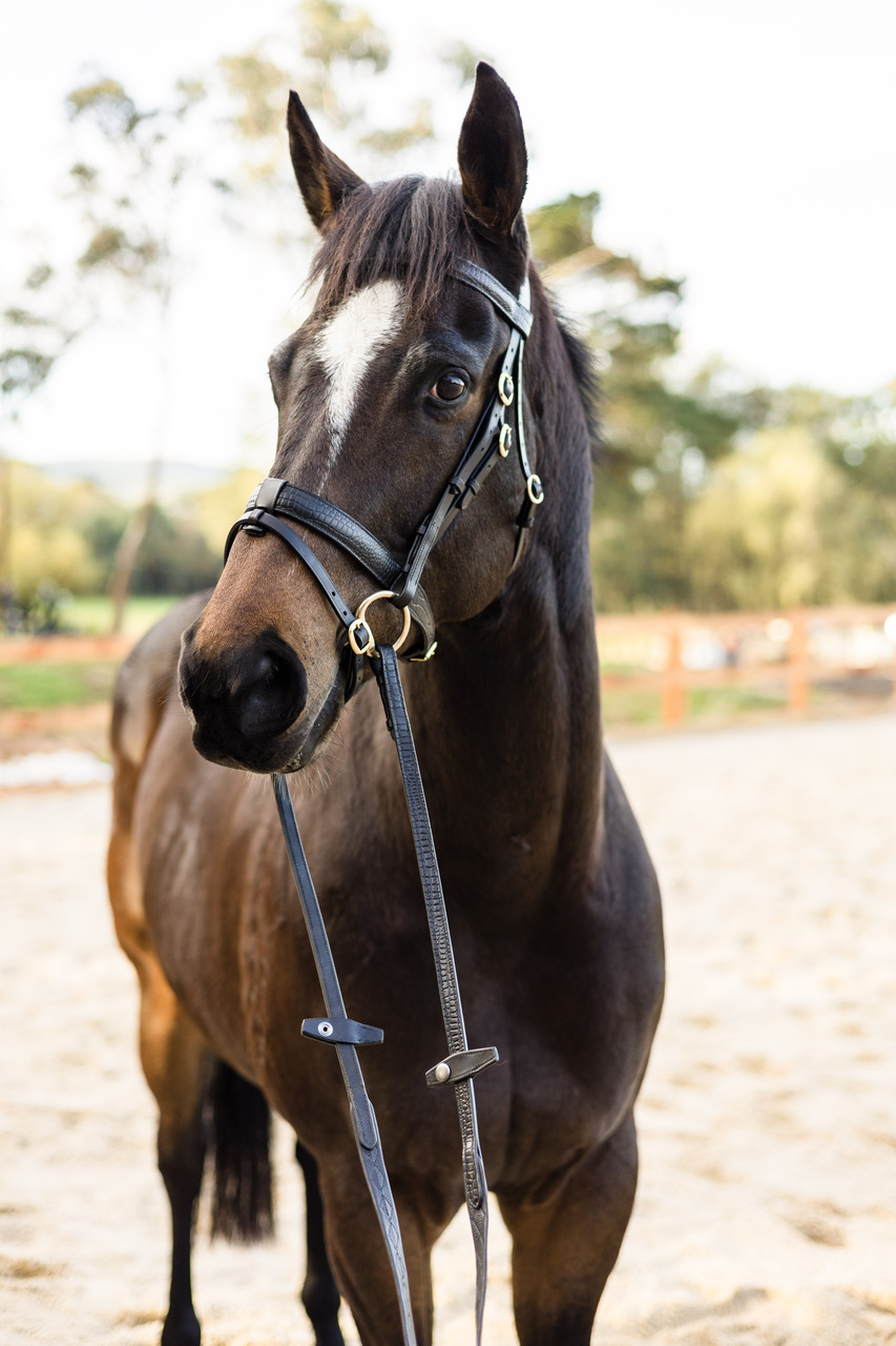 The 'Mock Croc' Snaffle Bridle