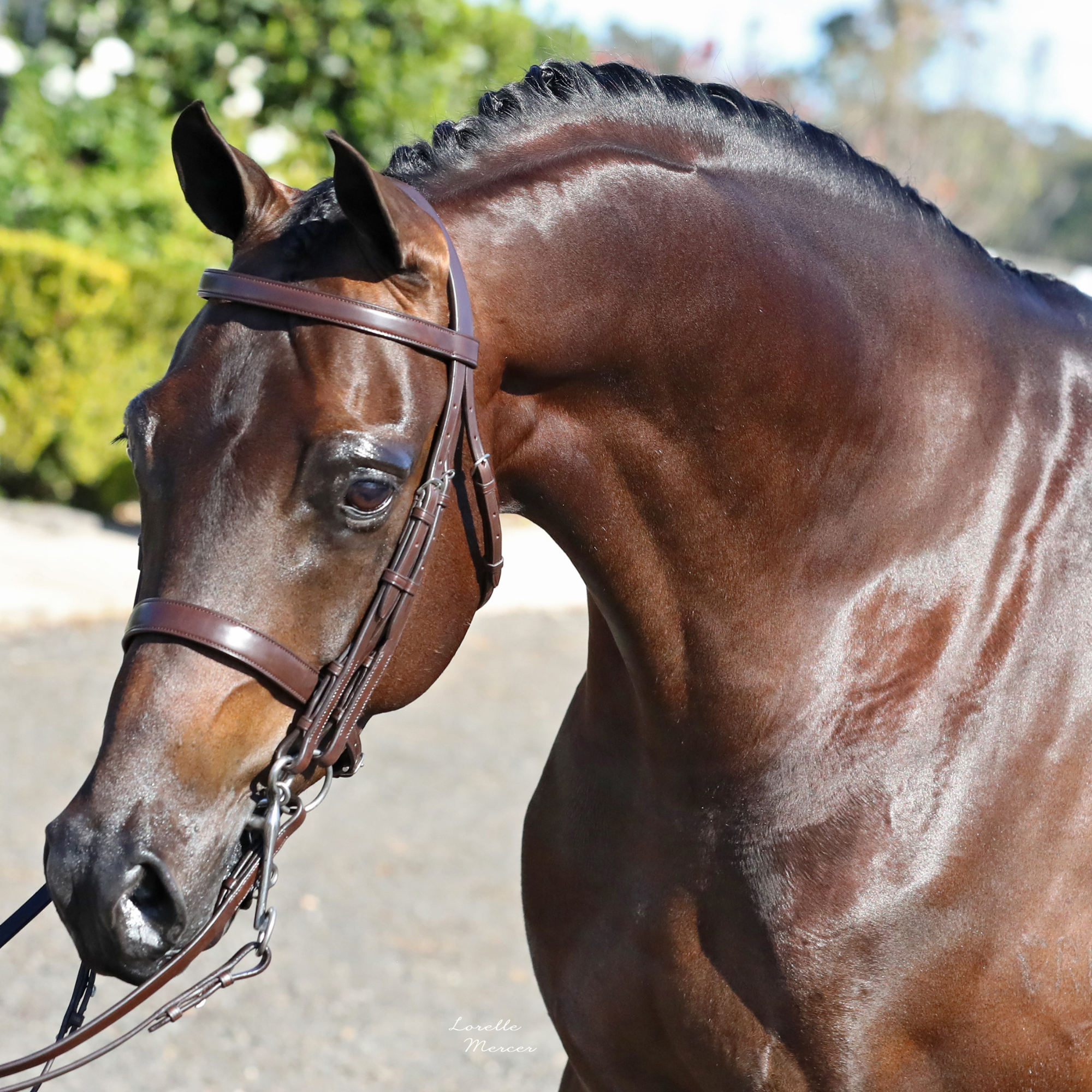 Gold Crown Browband