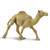 Dromedary Camel