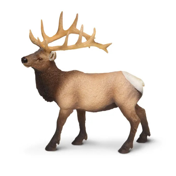 Safari - Elk Bull