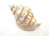 Jeweled Seashell  Treasure Box with  necklace Jeweled Seashell  Treasure Box with  necklace
