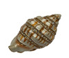 Jeweled Seashell Treasure Box with necklace