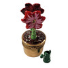 RED AND PINK AMARYLLIS WITH WATERING CAN Rochard Limoges Box RY005