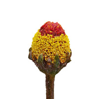 The Rose Diamond Collection