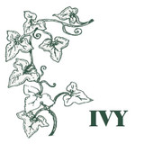 Wholesale, Green Botanical Range box of 9 tealight candles made with natural, soy, vegan wax and fragrance & essential oils. Aroma: Ivy