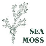 Wholesale, Green Botanical Range box of 9 tealight candles made with natural, soy, vegan wax and fragrance & essential oils. Aroma: Sea Moss Wholesale, Green Botanical Range box of 9 tealight candles made with natural, soy, vegan wax and fragrance & essential oils. Aroma: Sea Moss