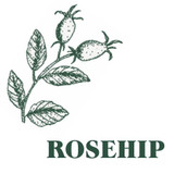 Heaven Scent’s Green Botanical hand-dipped incense inspired by the ancient knowledge of plants and beliefs that surround them. Aroma: Rosehip Heaven Scent’s Green Botanical hand-dipped incense inspired by the ancient knowledge of plants and beliefs that surround them. Aroma: Rosehip