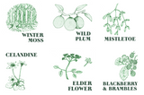 NEW AROMAS!  Green Botanical 100g Stamped Soaps  | 6 Aromas