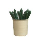 A pack of 16 bulk 10-inch UK-made straight dinner candles in dark green perfect for Christmas, arranged in a neutral cream stoneware pot isolated against a clean white background.