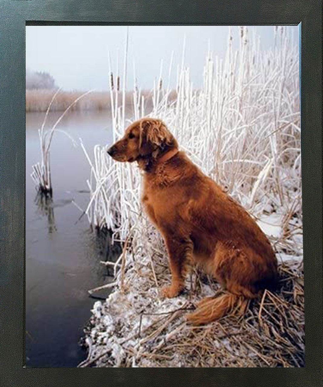 Golden Retriever Dog Animal Wall Decor Espresso Framed Picture Art