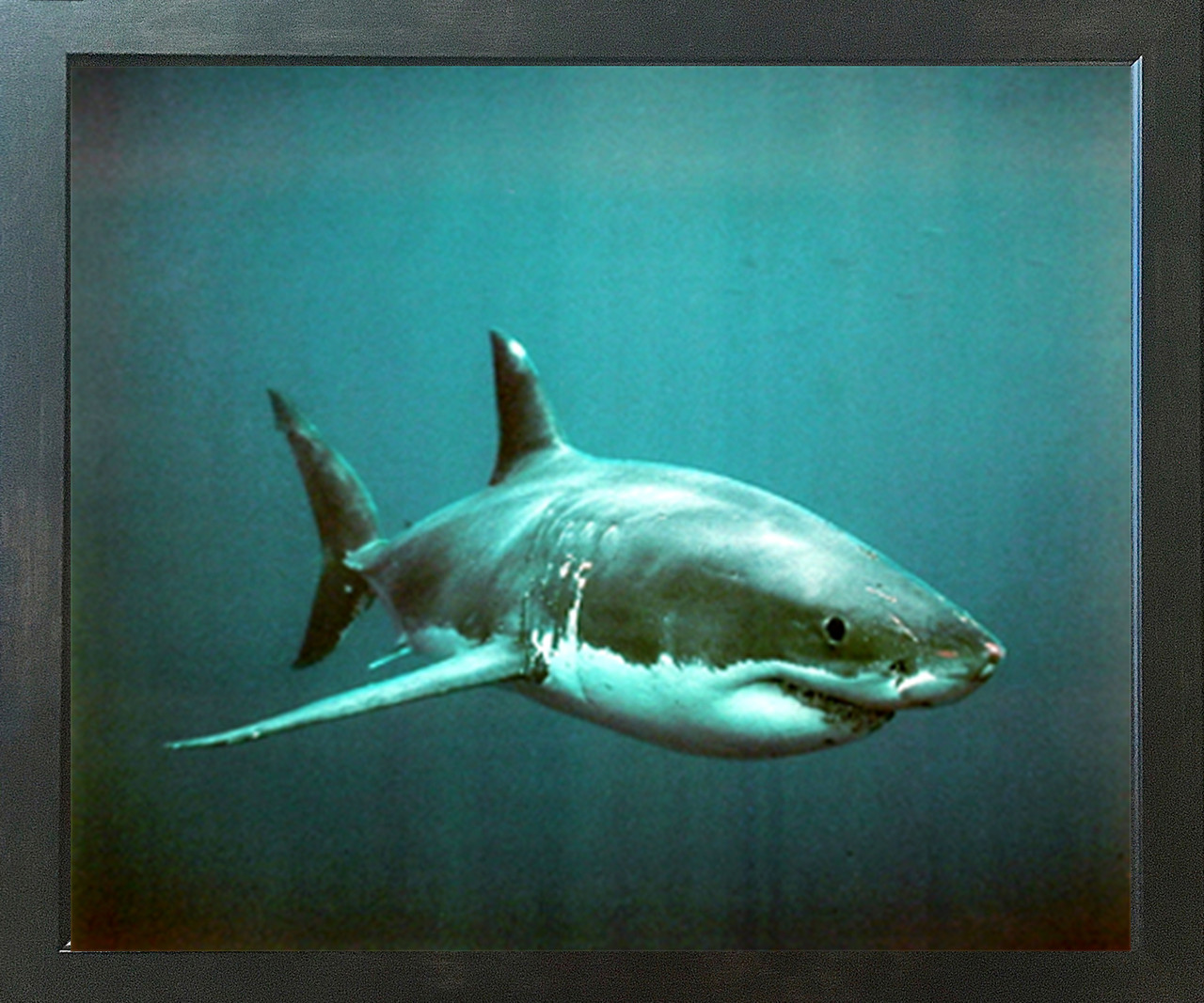 Wild Great White Shark Ocean animal Wall Decor Espresso Framed