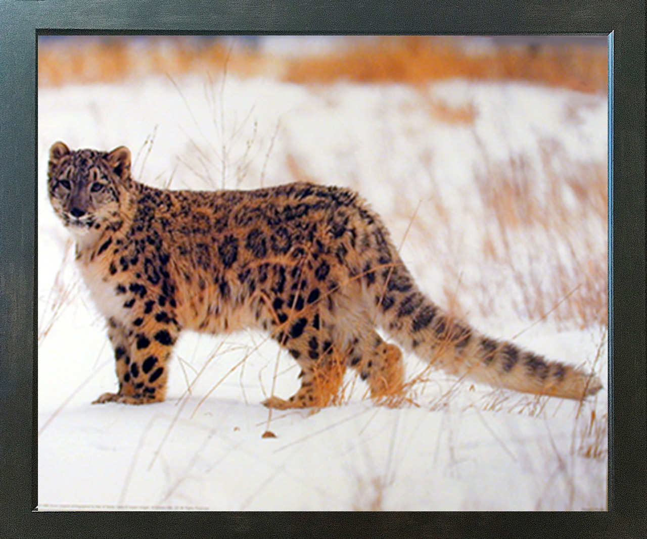 Picture Snow Leopards, Snow Leopard Print Decor