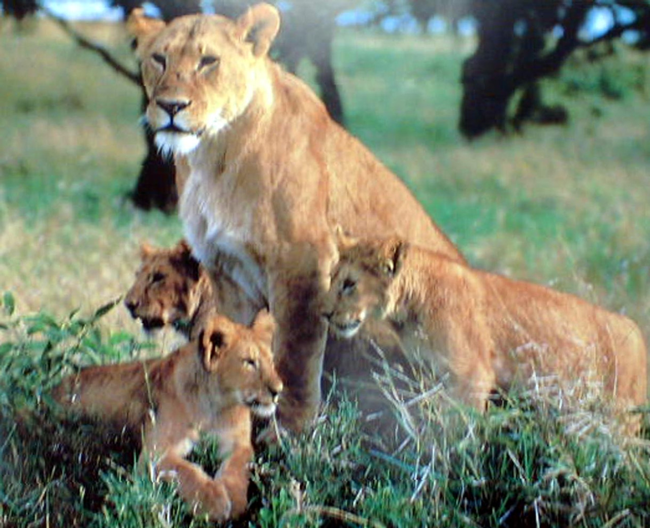 African Lion King Animal Wildlife Living Room Wall Decor Art Print Poster 16x20