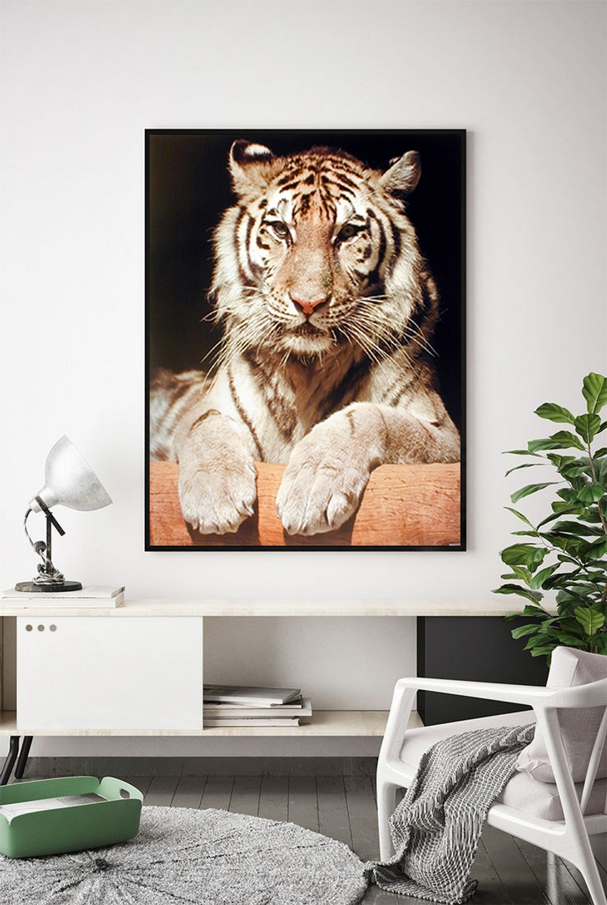 Tiger View Framed Wall Art Poster Print Picture Home Decor