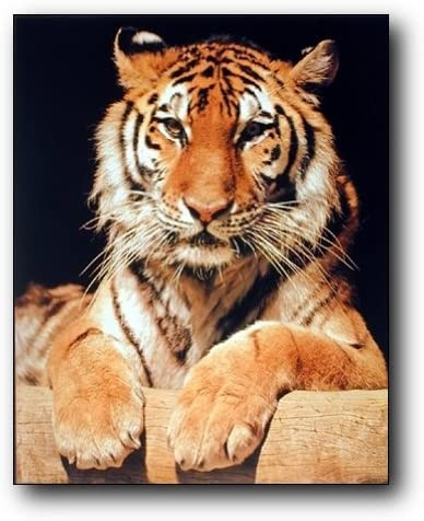 Bengal Tiger Wall Decor Closeup Wildlife Animal Picture Art Print