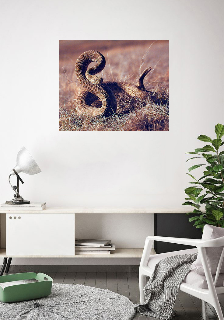 Rattlesnake Poster Animal Posters Snake Posters