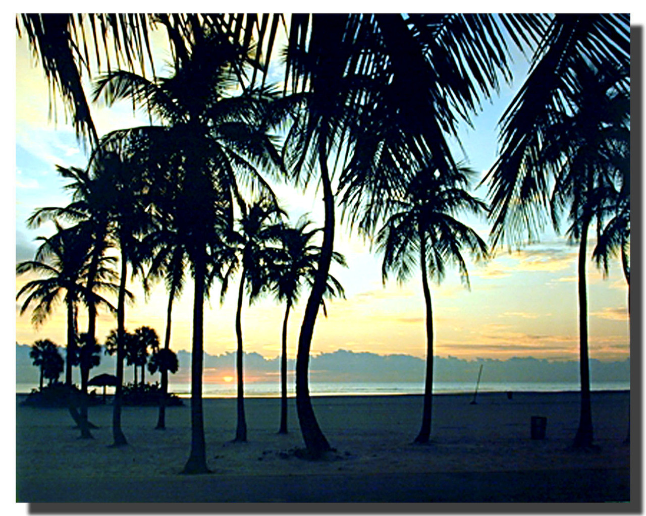 beautiful beach sunsets palm trees