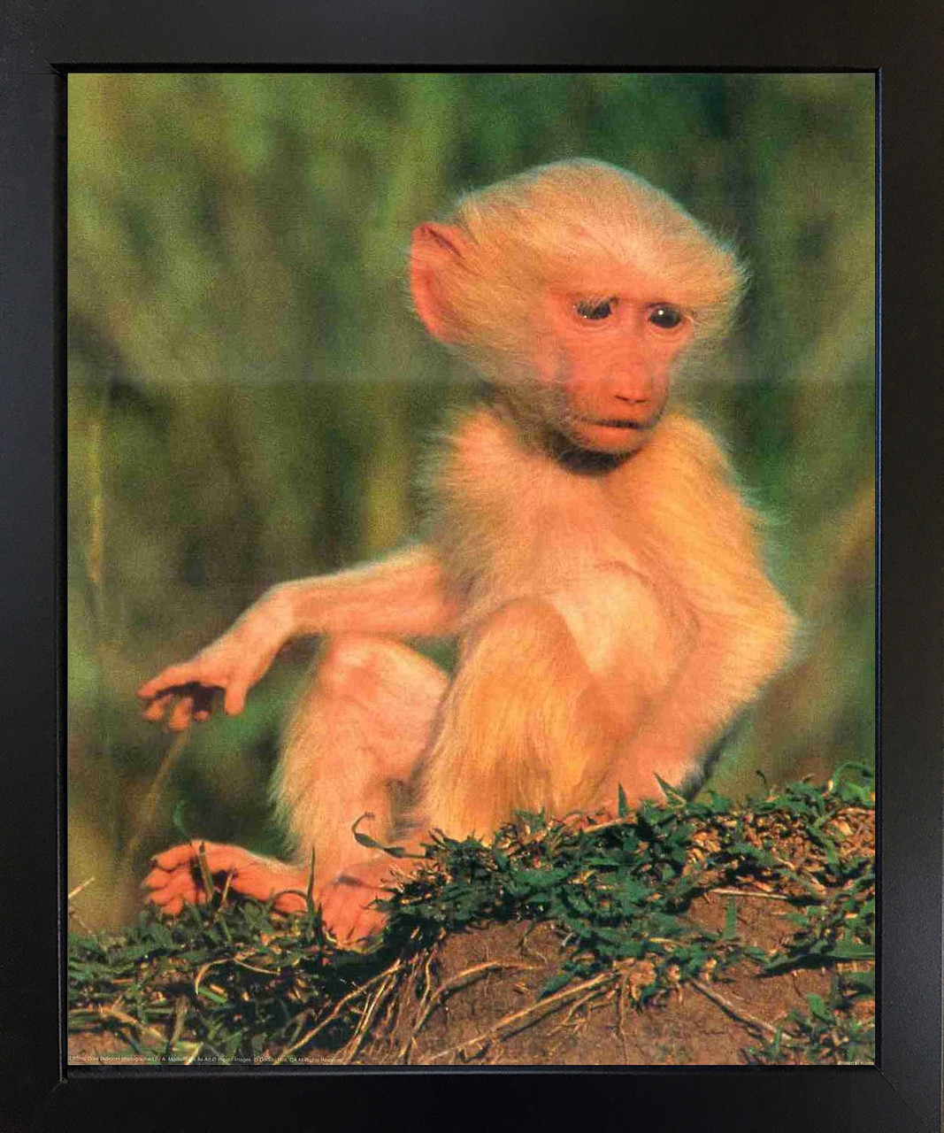 Baby Monkey, Posters, Art Prints, Wall Murals