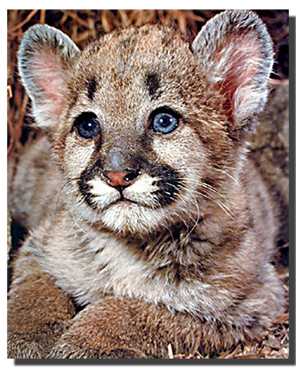 Cougar Cub Poster Animal Posters Cou
