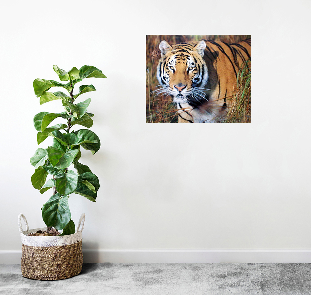 Bengal Tiger Poster | Animal Posters | Tiger Posters