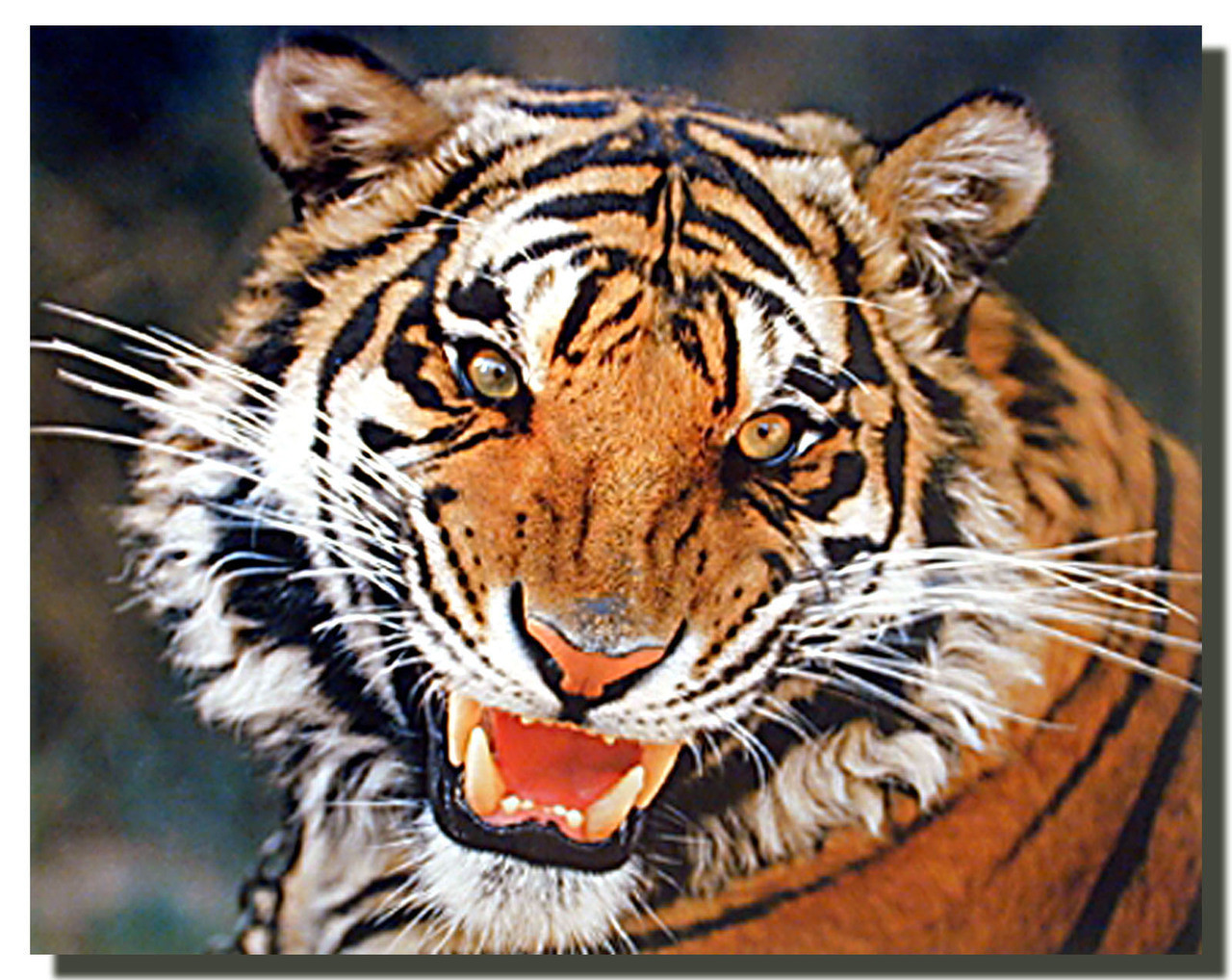 Tiger Poster - Face | Animal Posters | Tiger Posters