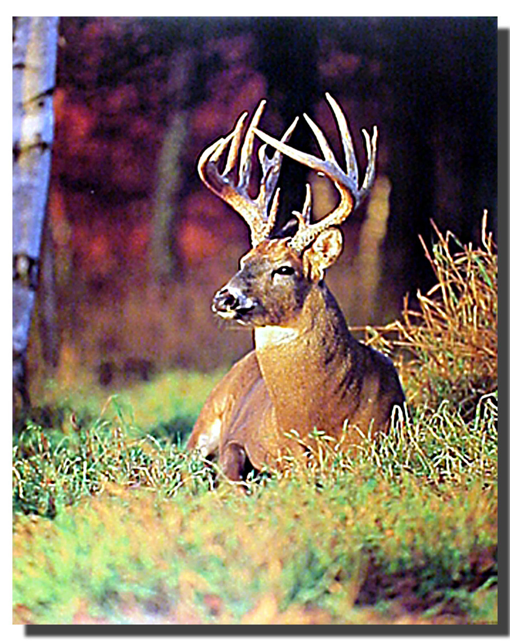 White-Tailed Deer Buck Poster, Animal Posters