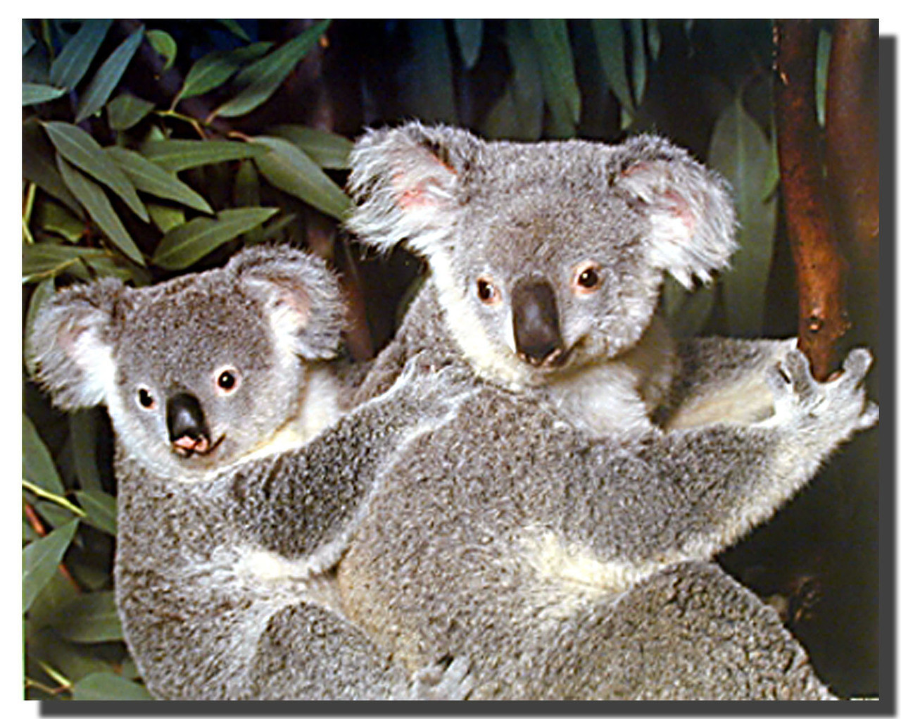 Koala Bear and Cub Poster | Animal Posters
