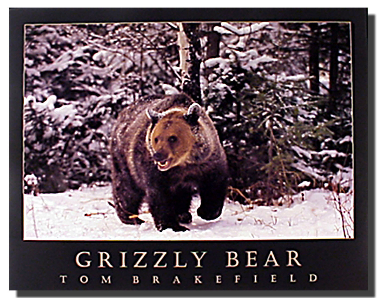 Grizzly Bear Print Poster Animal Posters Bear Posters