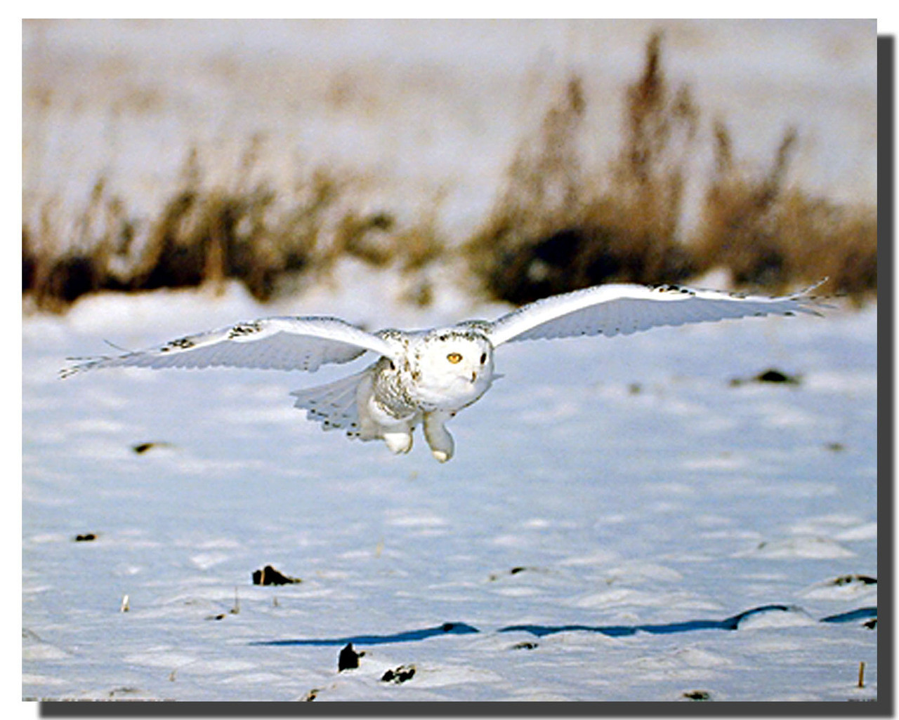 Snowy Owl | Posters | Bird Posters