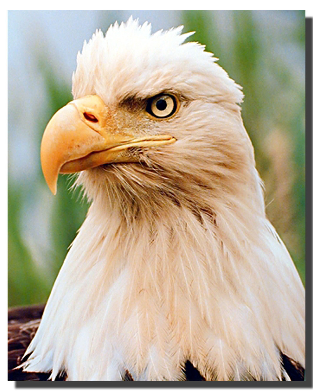 eagle head front