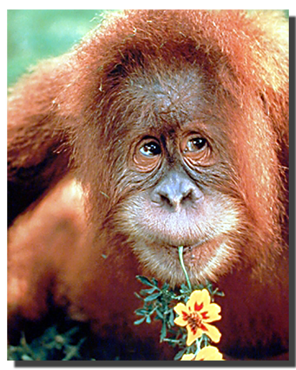 Orangutan Poster, Animal Posters