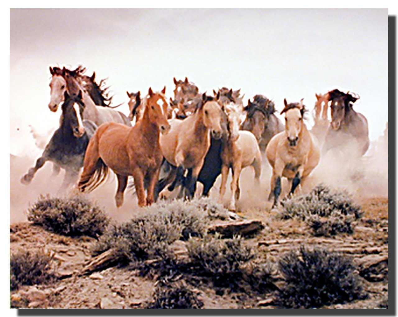 Wild Horses Art Prints Animal Posters Horse Posters