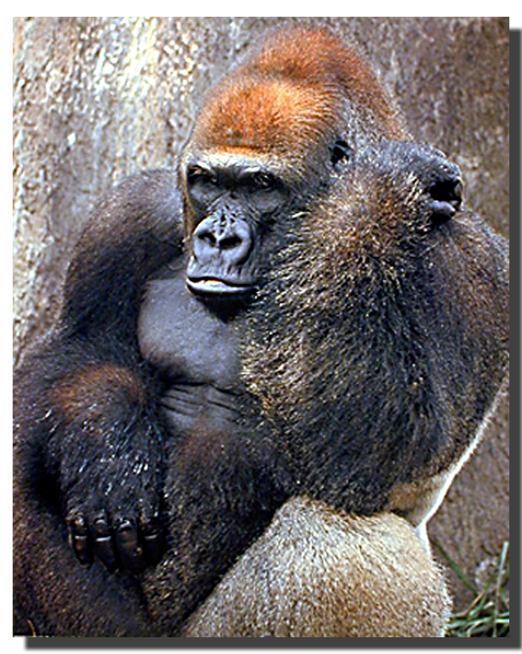 Latitude Run® Little Girl Offering Banana To Gorilla Pictures Of Gorillas  Poster Primate Poster Gorilla Picture Paintings For Living Room Decor  Nature Wildlife Art Print Black Wood Framed Art Poster 20X14