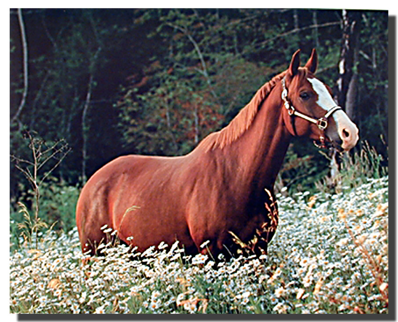 Horse in Daisy Field Animal Posters Horse Posters