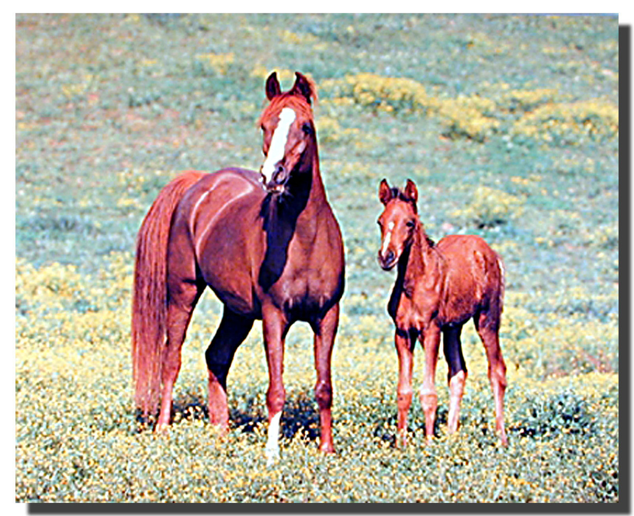 Arabian Horses Poster Animal Posters Horse Posters