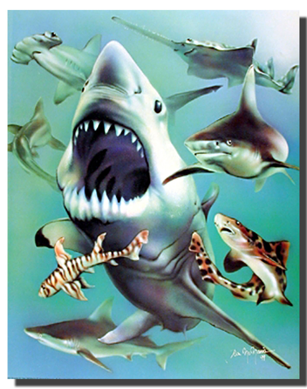great white shark poster