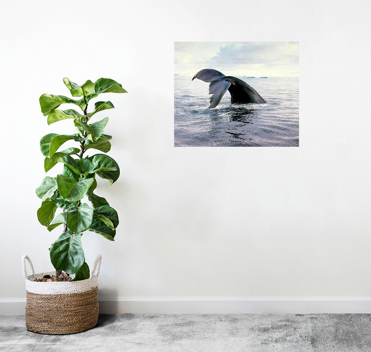 Humpback Whale Breaching Picture | Animal Posters