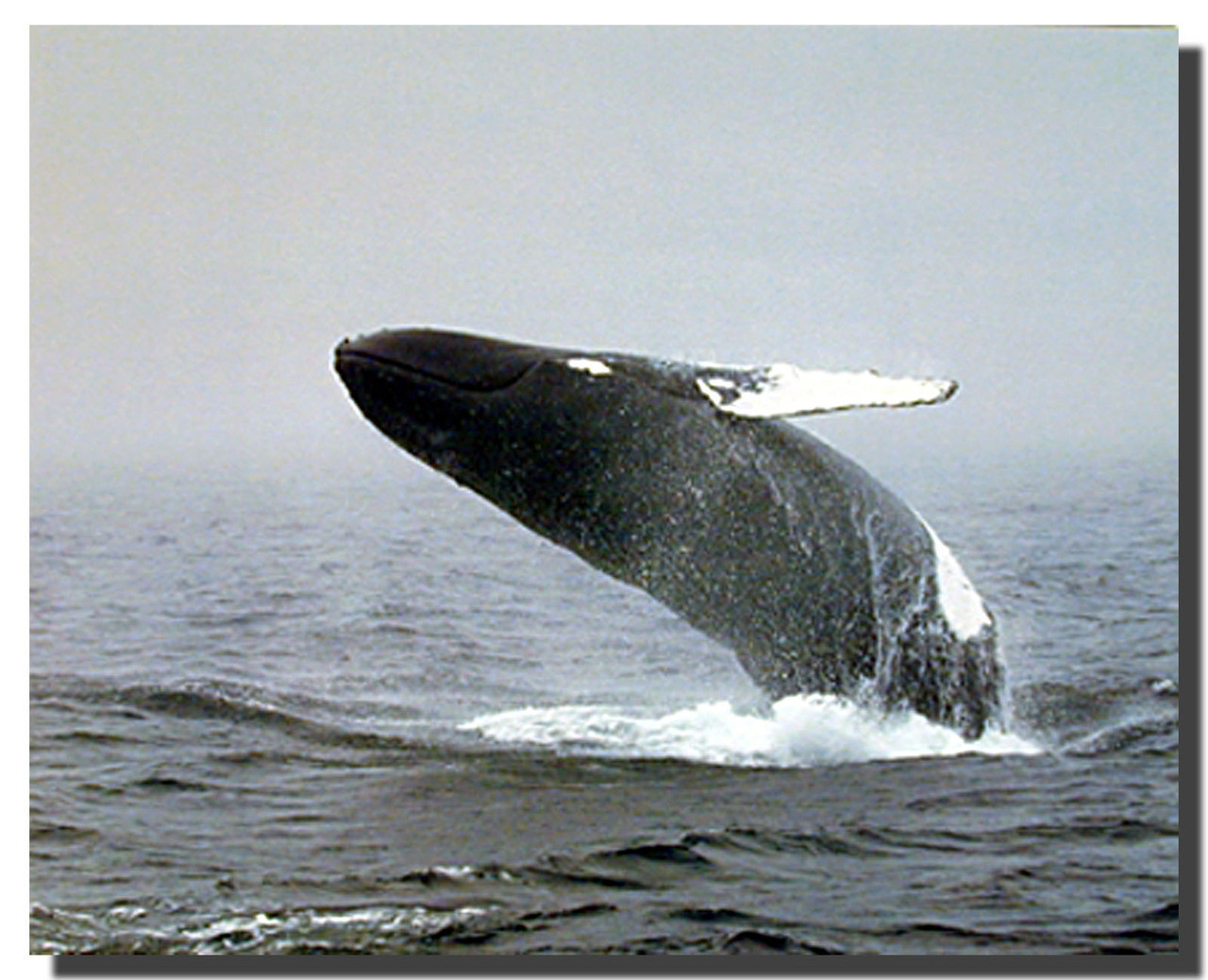 Humpback Whale Picture Poster | Animal Posters | Aquatic Posters