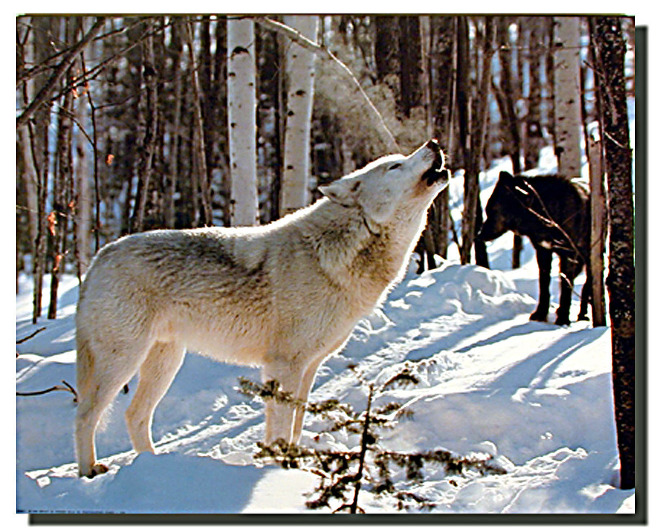 Gray Wolf in Snow Poster Animal Posters Wolf Posters